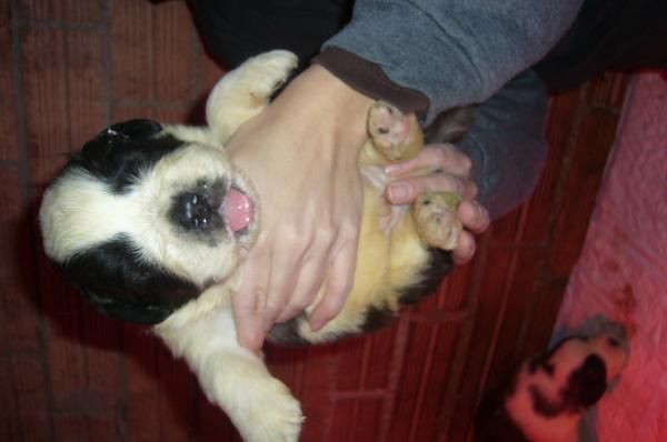 CACHORROS DE SAN BERNARDO DE PELO LARGO