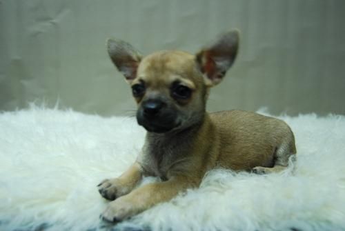 Chihuahua Cachorros de Calidad - Ideales para Piso