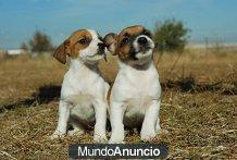 Perritos preciosos de Jack Russell