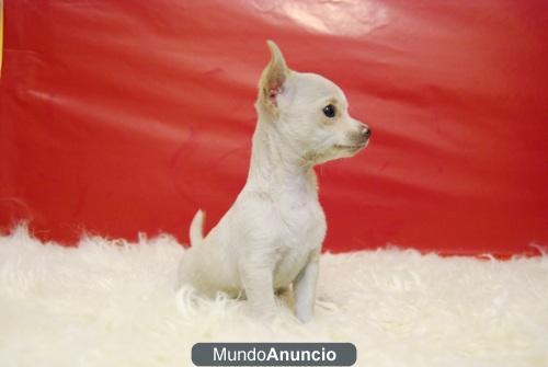 Chihuahuas miniaturas con pedigre¡ excelentes