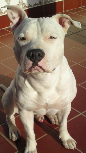 American Pitbull Terrier blanco para montas