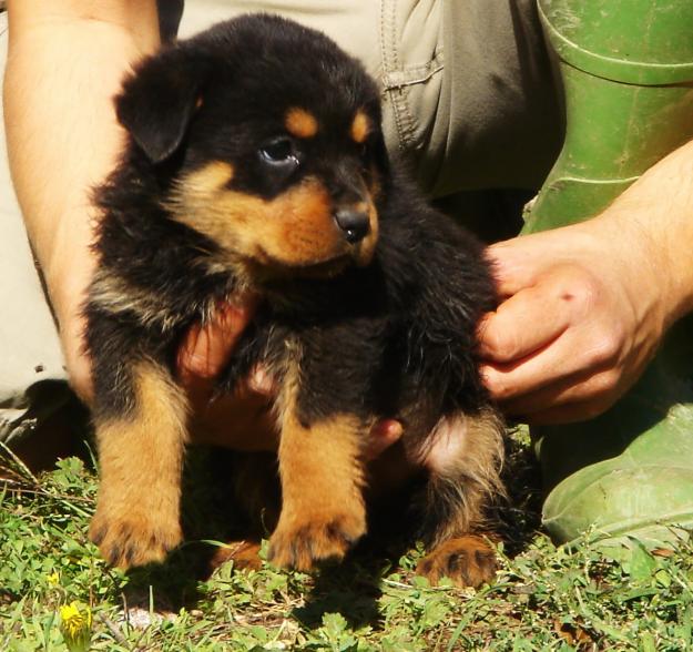 Espectacular camada Rottweiler