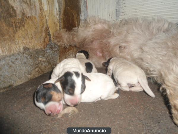 fox terrier