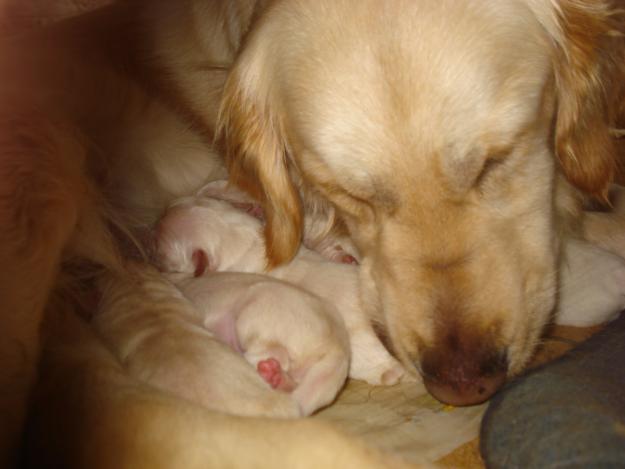 Golden retriever guapisimos de excelente calidad