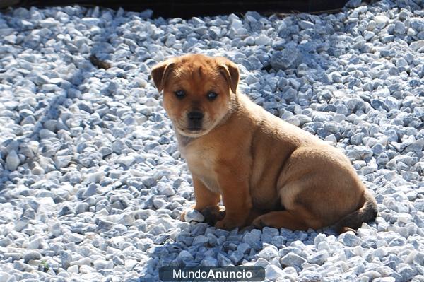 Regalamos 2 preciosas cachorritas