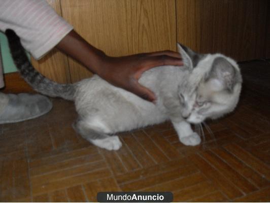 regalo Gatito siames en adopcion