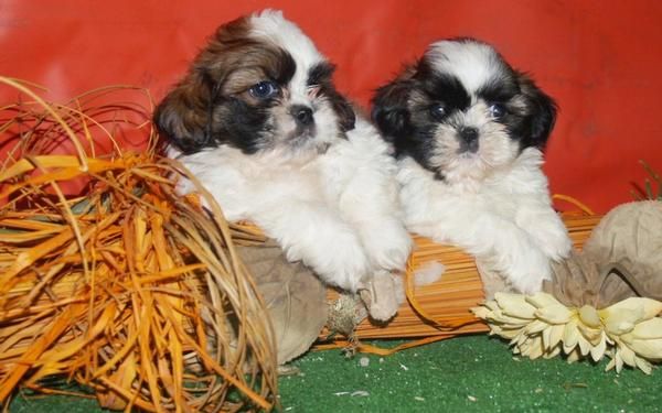 Vendo fantásticos cachorritos de Shih Tzu. Coruña