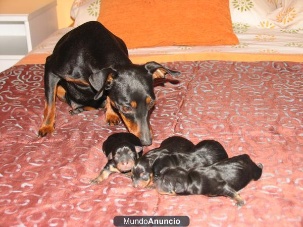 Mini Pinscher muy pequeños y nacionales 390€