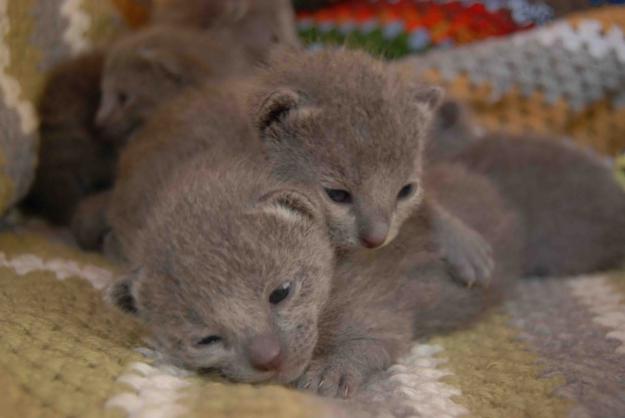 nueva camada de gatitos azul ruso entrega en reyes