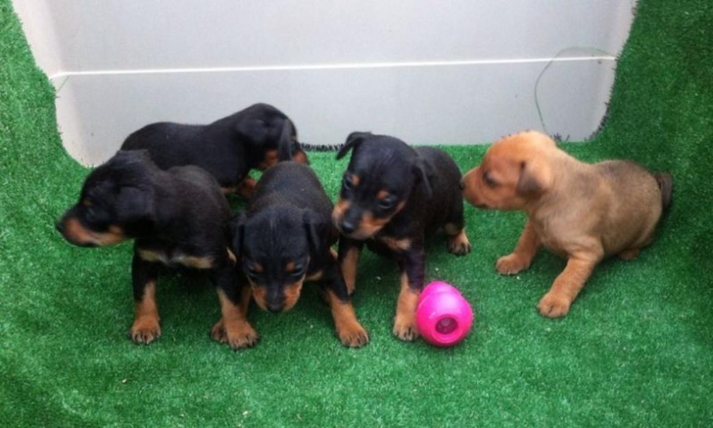 Pinscher miniatura cachorros con pedigri.