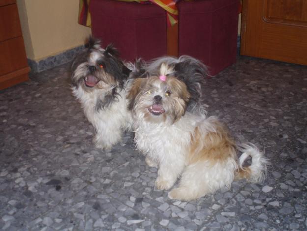 Vendo shih tzu con pedegree