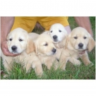 Venta de cachorros de GOLDEN RETRIEVER - 450 - - mejor precio | unprecio.es