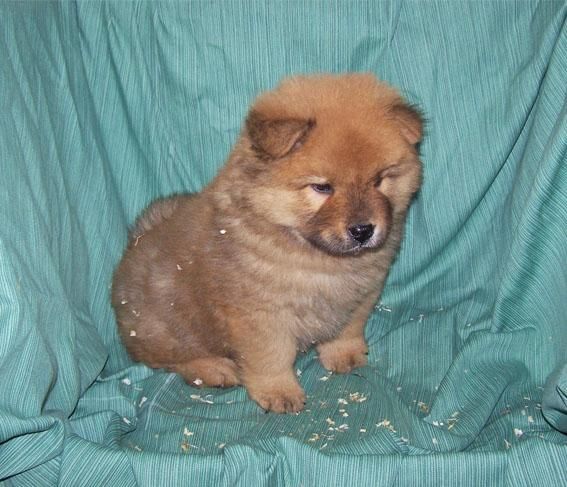 ADORABLES CACHORROS DE CHOW CHOW LEONADO DE PURA RAZA