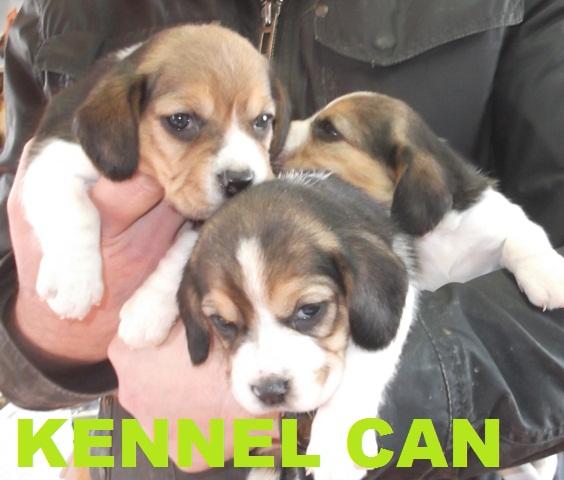 Beagles