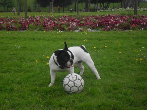 busco novia para bulldog frances