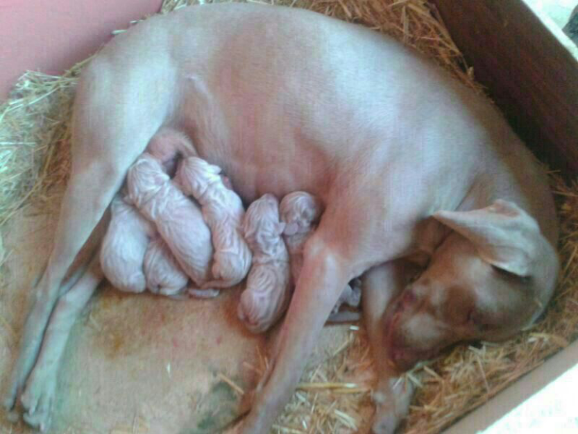 Cachorros de braco de Weimar