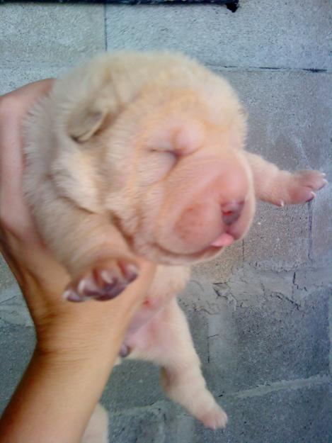 EXCELENTE CAMADA DE SHAR PEI 350€