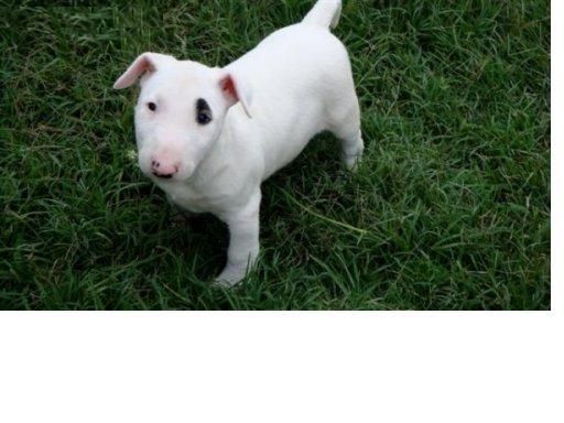 me gustaría recibir un nuevo miembro de la familia cachorro bull terrier en su hogar,