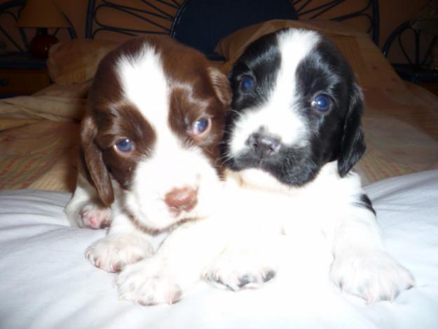 Springer Spaniel Ingles Perritos