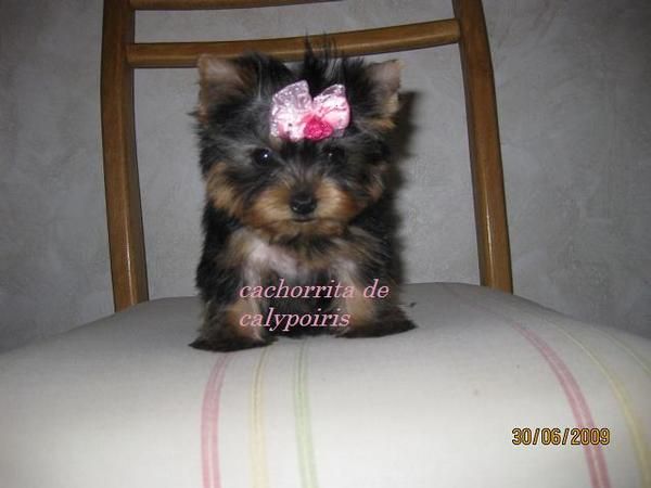 yorkshire terrier miniatura