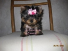 yorkshire terrier miniatura - mejor precio | unprecio.es