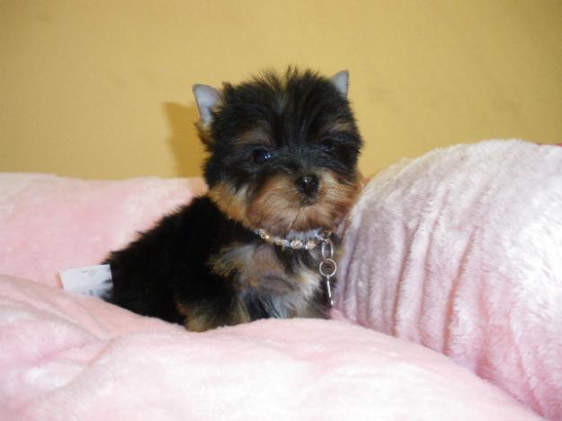 yorkshire terrier miniaturas