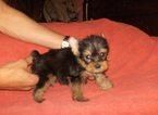 yorkshire terrier preciosos cachorritos  para gratis