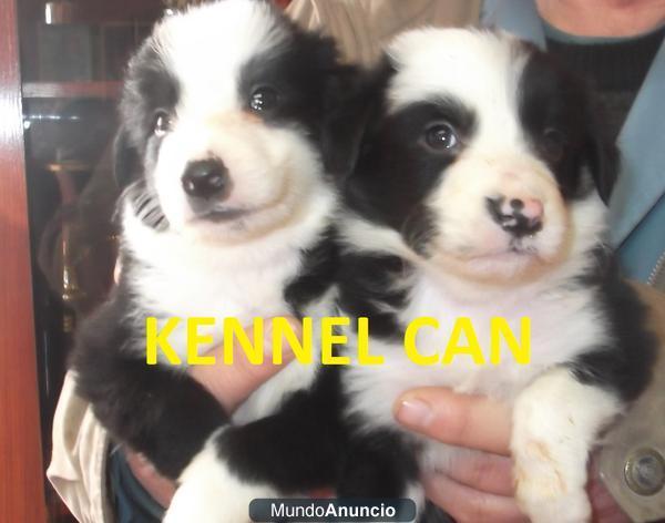 Bellisimos cachorros de Border Collie