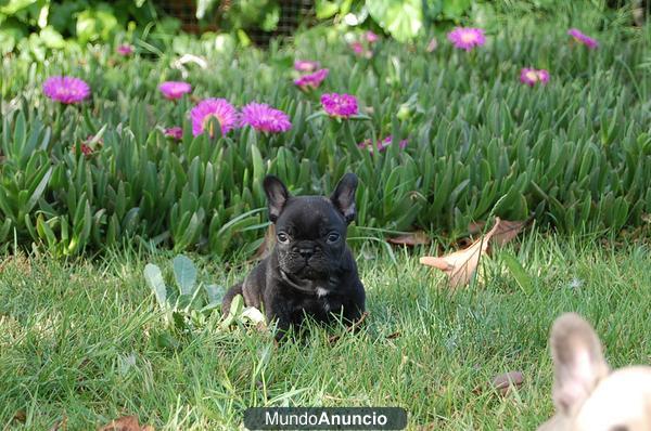 BULLDOG FRANCES VENDO CACHORRITOS, PARTICULAR, EN ZARAGOZA, SERIEDAD ABSOLUTA, PEDIGRE OFICIAL RSCE-LOE, ECONOMICOS