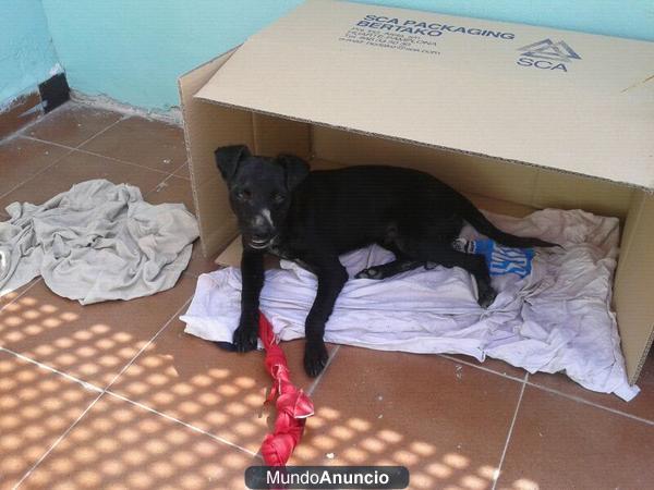 CACHORRO lo van a llevar a la perrera‏ adopcion urgente!!