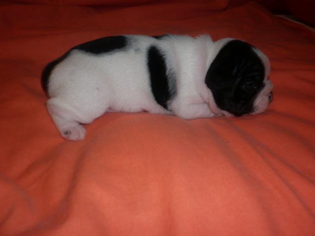 camada cachorritos bulldog frances