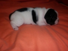 camada cachorritos bulldog frances - mejor precio | unprecio.es