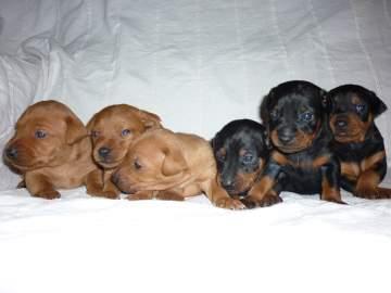 EXCELENTES CACHORROS DE PINSCHER MINIATURA