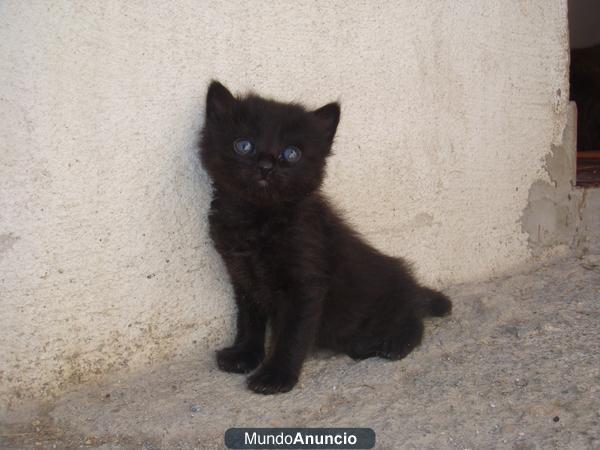 gatos de pelo largo