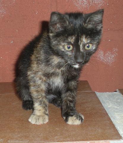 Nana  gatita  tricolor de 2 meses está solita en la calle