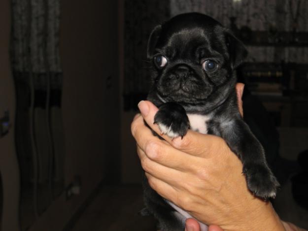 Preciosa cachorra carlino negra