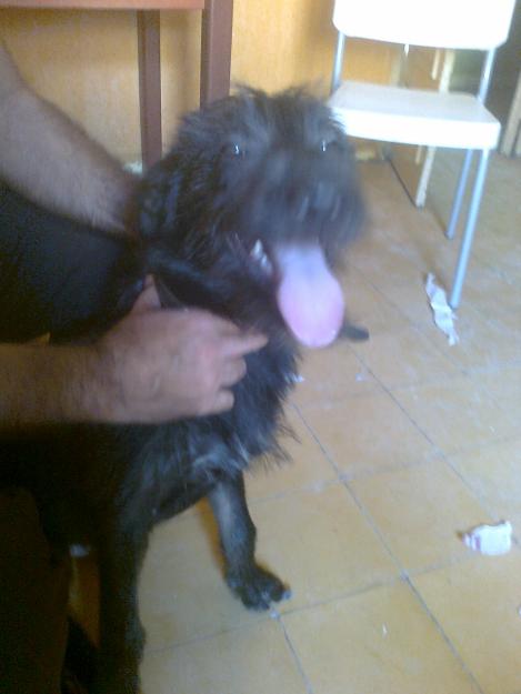 Regalo perro de 4 meses. Parecido a labrador, pelo negro corto