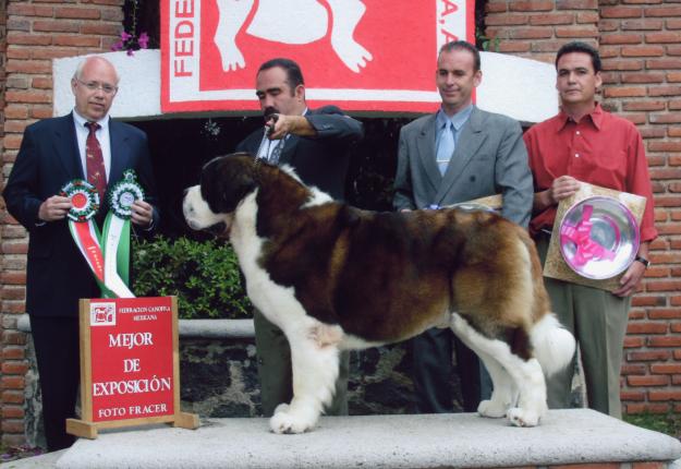 SAN BERNARDOS  HERMOSOS CACHORROS 5 CAMPEONES MUNDIALES EN SU PEDIGREE