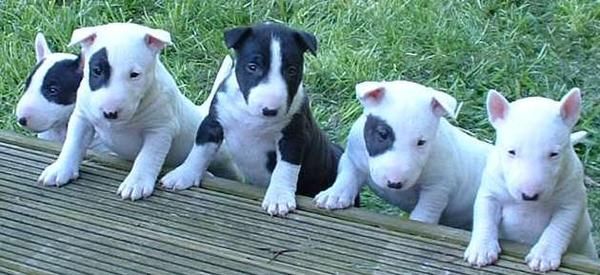 14 semanas de edad cachorro hembra bull terrier para adopción libre