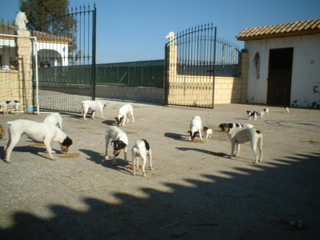 BODEGUERO ANDALUZ