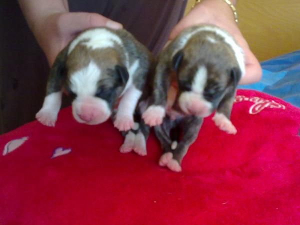 cachorritos american satnford