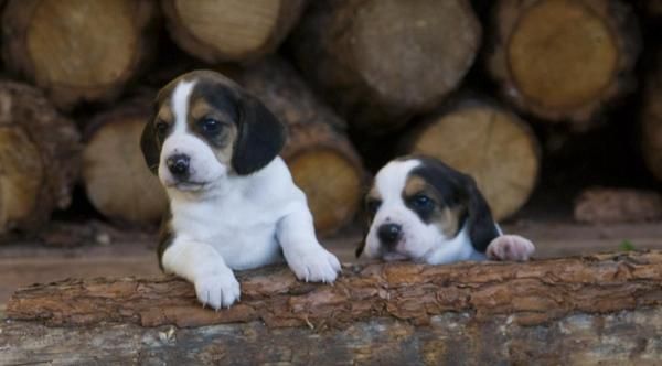 Cachorritos de beagle