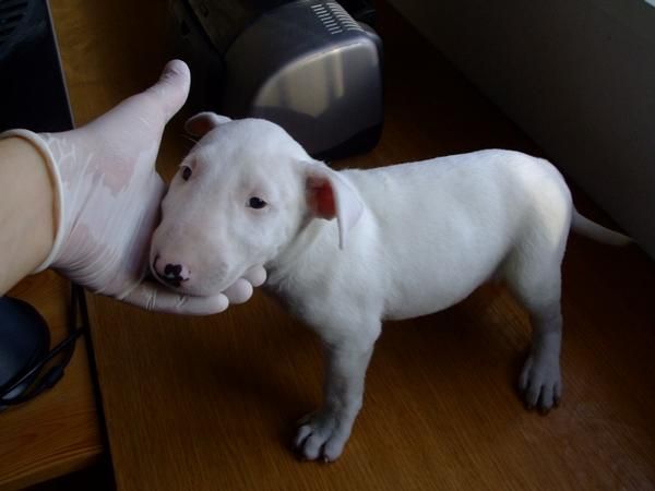 Cachorros de Bull terrier en Murcia