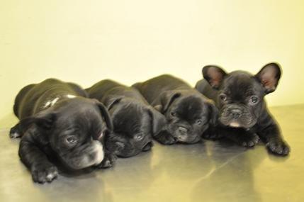 CACHORROS DE BULLDOG FRANCES