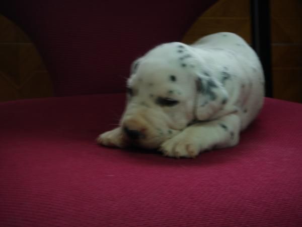 CACHORROS DE DALMATA 600