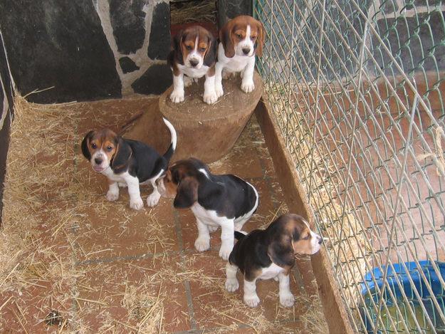 EXCELENTE CAMADA DE BEAGLES