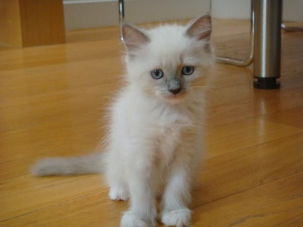 Gatito ragdoll