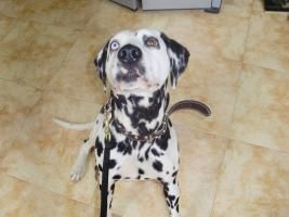 KATYA,DALMATA HEMBRA DE 3 AÑOS.SORDA (SOSDALMATAS)