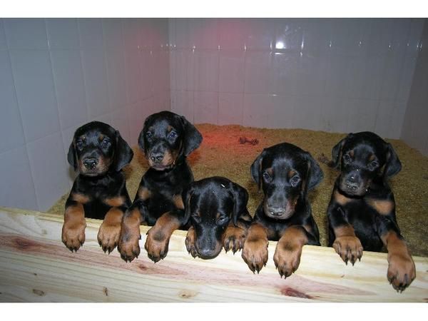 Magnificos cachorros doberman