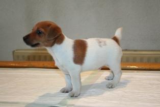 Preciosos Jack Russell con pedigree.